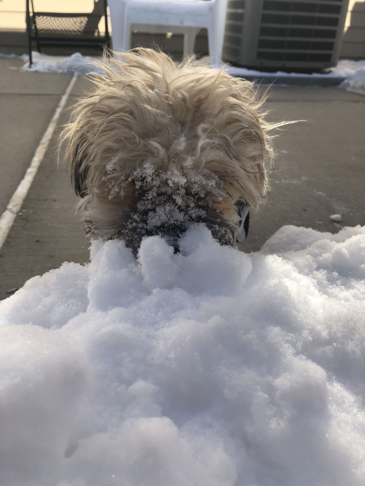 The Times Cutest Pets of Winter 2018